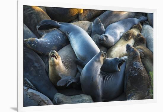 Northern elephant seals at Piedras Blancas elephant seal rookery, San Simeon, California, USA-Russ Bishop-Framed Photographic Print