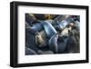 Northern elephant seals at Piedras Blancas elephant seal rookery, San Simeon, California, USA-Russ Bishop-Framed Premium Photographic Print