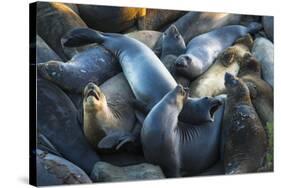 Northern elephant seals at Piedras Blancas elephant seal rookery, San Simeon, California, USA-Russ Bishop-Stretched Canvas