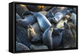 Northern elephant seals at Piedras Blancas elephant seal rookery, San Simeon, California, USA-Russ Bishop-Framed Stretched Canvas