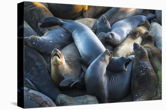 Northern elephant seals at Piedras Blancas elephant seal rookery, San Simeon, California, USA-Russ Bishop-Stretched Canvas