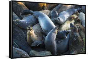 Northern elephant seals at Piedras Blancas elephant seal rookery, San Simeon, California, USA-Russ Bishop-Framed Stretched Canvas