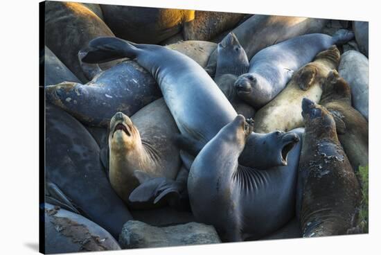 Northern elephant seals at Piedras Blancas elephant seal rookery, San Simeon, California, USA-Russ Bishop-Stretched Canvas