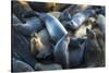 Northern elephant seals at Piedras Blancas elephant seal rookery, San Simeon, California, USA-Russ Bishop-Stretched Canvas