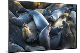 Northern elephant seals at Piedras Blancas elephant seal rookery, San Simeon, California, USA-Russ Bishop-Mounted Photographic Print