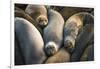 Northern elephant seals at Piedras Blancas elephant seal rookery, San Simeon, California, USA-Russ Bishop-Framed Photographic Print