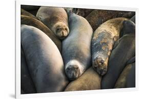 Northern elephant seals at Piedras Blancas elephant seal rookery, San Simeon, California, USA-Russ Bishop-Framed Photographic Print