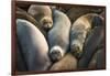 Northern elephant seals at Piedras Blancas elephant seal rookery, San Simeon, California, USA-Russ Bishop-Framed Photographic Print