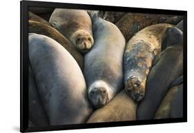 Northern elephant seals at Piedras Blancas elephant seal rookery, San Simeon, California, USA-Russ Bishop-Framed Photographic Print