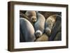 Northern elephant seals at Piedras Blancas elephant seal rookery, San Simeon, California, USA-Russ Bishop-Framed Photographic Print