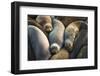 Northern elephant seals at Piedras Blancas elephant seal rookery, San Simeon, California, USA-Russ Bishop-Framed Photographic Print