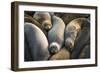 Northern elephant seals at Piedras Blancas elephant seal rookery, San Simeon, California, USA-Russ Bishop-Framed Photographic Print