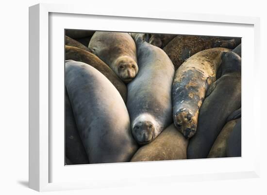 Northern elephant seals at Piedras Blancas elephant seal rookery, San Simeon, California, USA-Russ Bishop-Framed Photographic Print