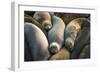 Northern elephant seals at Piedras Blancas elephant seal rookery, San Simeon, California, USA-Russ Bishop-Framed Photographic Print