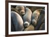 Northern elephant seals at Piedras Blancas elephant seal rookery, San Simeon, California, USA-Russ Bishop-Framed Photographic Print