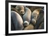 Northern elephant seals at Piedras Blancas elephant seal rookery, San Simeon, California, USA-Russ Bishop-Framed Photographic Print