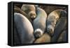 Northern elephant seals at Piedras Blancas elephant seal rookery, San Simeon, California, USA-Russ Bishop-Framed Stretched Canvas