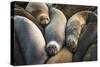 Northern elephant seals at Piedras Blancas elephant seal rookery, San Simeon, California, USA-Russ Bishop-Stretched Canvas