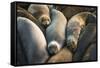 Northern elephant seals at Piedras Blancas elephant seal rookery, San Simeon, California, USA-Russ Bishop-Framed Stretched Canvas