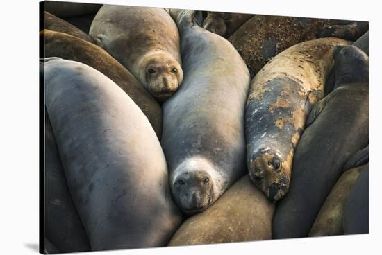 Northern elephant seals at Piedras Blancas elephant seal rookery, San Simeon, California, USA-Russ Bishop-Stretched Canvas