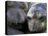 Northern Elephant Seals, Big Sur Coast, California, USA-Gavriel Jecan-Stretched Canvas