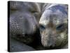 Northern Elephant Seals, Big Sur Coast, California, USA-Gavriel Jecan-Stretched Canvas