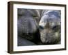 Northern Elephant Seals, Big Sur Coast, California, USA-Gavriel Jecan-Framed Photographic Print