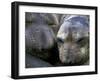 Northern Elephant Seals, Big Sur Coast, California, USA-Gavriel Jecan-Framed Photographic Print