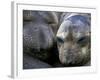 Northern Elephant Seals, Big Sur Coast, California, USA-Gavriel Jecan-Framed Photographic Print