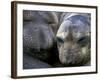 Northern Elephant Seals, Big Sur Coast, California, USA-Gavriel Jecan-Framed Photographic Print