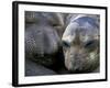 Northern Elephant Seals, Big Sur Coast, California, USA-Gavriel Jecan-Framed Photographic Print