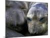 Northern Elephant Seals, Big Sur Coast, California, USA-Gavriel Jecan-Mounted Photographic Print