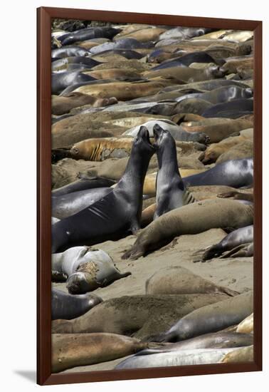 Northern Elephant Seals Fighting, Piedras Blancas Elephant Seal Rookery, California-David Wall-Framed Photographic Print