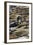 Northern Elephant Seals Fighting, Piedras Blancas Elephant Seal Rookery, California-David Wall-Framed Photographic Print