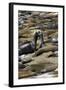 Northern Elephant Seals Fighting, Piedras Blancas Elephant Seal Rookery, California-David Wall-Framed Photographic Print