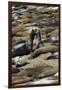 Northern Elephant Seals Fighting, Piedras Blancas Elephant Seal Rookery, California-David Wall-Framed Premium Photographic Print