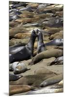 Northern Elephant Seals Fighting, Piedras Blancas Elephant Seal Rookery, California-David Wall-Mounted Premium Photographic Print