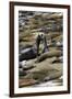 Northern Elephant Seals Fighting, Piedras Blancas Elephant Seal Rookery, California-David Wall-Framed Premium Photographic Print