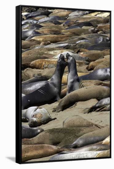 Northern Elephant Seals Fighting, Piedras Blancas Elephant Seal Rookery, California-David Wall-Framed Stretched Canvas