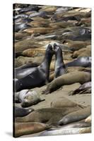 Northern Elephant Seals Fighting, Piedras Blancas Elephant Seal Rookery, California-David Wall-Stretched Canvas