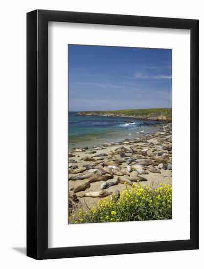 Northern Elephant Seals, Piedras Blancas Elephant Seal Rookery, Near San Simeon, California-David Wall-Framed Photographic Print