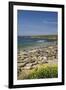 Northern Elephant Seals, Piedras Blancas Elephant Seal Rookery, Near San Simeon, California-David Wall-Framed Premium Photographic Print