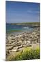 Northern Elephant Seals, Piedras Blancas Elephant Seal Rookery, Near San Simeon, California-David Wall-Mounted Premium Photographic Print