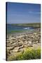 Northern Elephant Seals, Piedras Blancas Elephant Seal Rookery, Near San Simeon, California-David Wall-Stretched Canvas