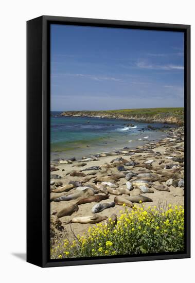 Northern Elephant Seals, Piedras Blancas Elephant Seal Rookery, Near San Simeon, California-David Wall-Framed Stretched Canvas