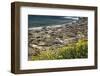 Northern Elephant Seals, Piedras Blancas Elephant Seal Rookery, Near San Simeon, California-David Wall-Framed Photographic Print