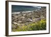 Northern Elephant Seals, Piedras Blancas Elephant Seal Rookery, Near San Simeon, California-David Wall-Framed Photographic Print