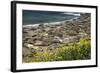 Northern Elephant Seals, Piedras Blancas Elephant Seal Rookery, Near San Simeon, California-David Wall-Framed Photographic Print