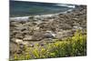 Northern Elephant Seals, Piedras Blancas Elephant Seal Rookery, Near San Simeon, California-David Wall-Mounted Photographic Print