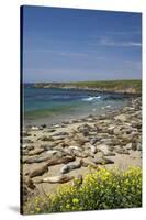 Northern Elephant Seals, Piedras Blancas Elephant Seal Rookery, Near San Simeon, California-David Wall-Stretched Canvas